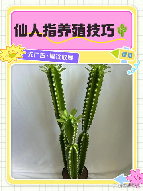 仙人掌带刺能水培吗？-第2张图片-吾爱花网