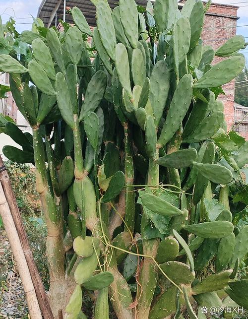 仙人掌带刺能水培吗？-第3张图片-吾爱花网