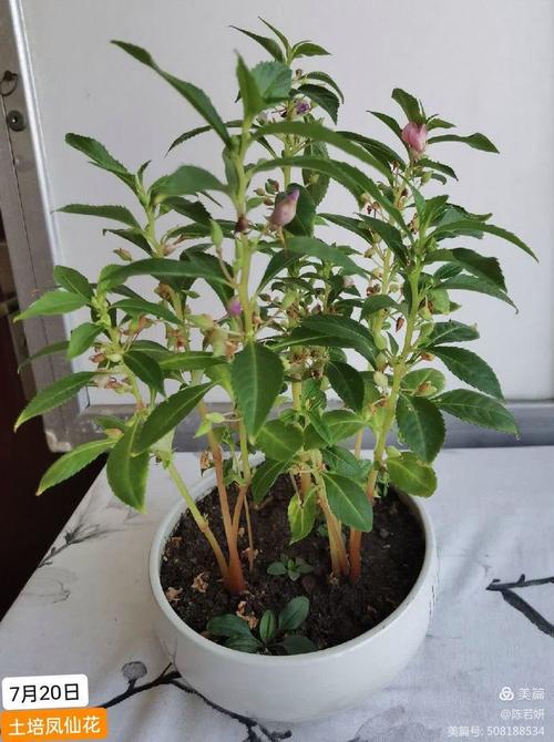 凤仙花水培土培哪个更优？-第1张图片-吾爱花网