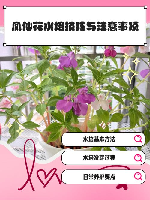 凤仙花水培土培哪个更优？-第3张图片-吾爱花网