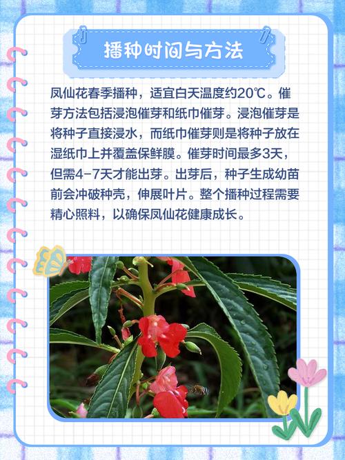 凤仙花水培土培哪个更优？-第2张图片-吾爱花网