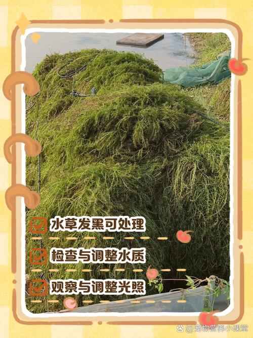 水培植物水黑了怎么办?-第1张图片-吾爱花网 水培植物水黑了怎么办?-第1张图片-吾爱花网