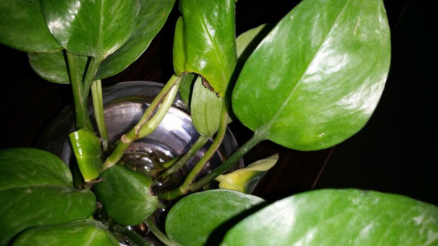 水培植物水黑了怎么办？-第2张图片-吾爱花网