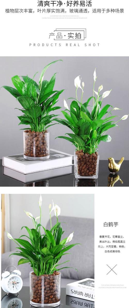 水培一帆风顺叶子散开是缺水还是烂根？-第1张图片-吾爱花网