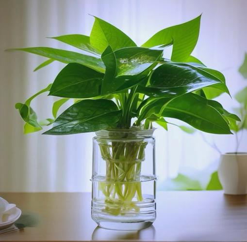 最艳丽耐阴水培植物,哪些品种适合室内养护?-第2张图片-吾爱花网 最艳丽耐阴水培植物,哪些品种适合室内养护?-第2张图片-吾爱花网