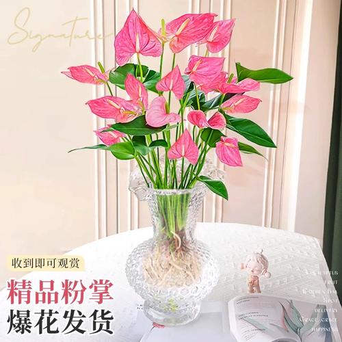 水培粉掌花茎啥样?根茎咋区分?-第2张图片-吾爱花网 水培粉掌花茎啥样?根茎咋区分?-第2张图片-吾爱花网