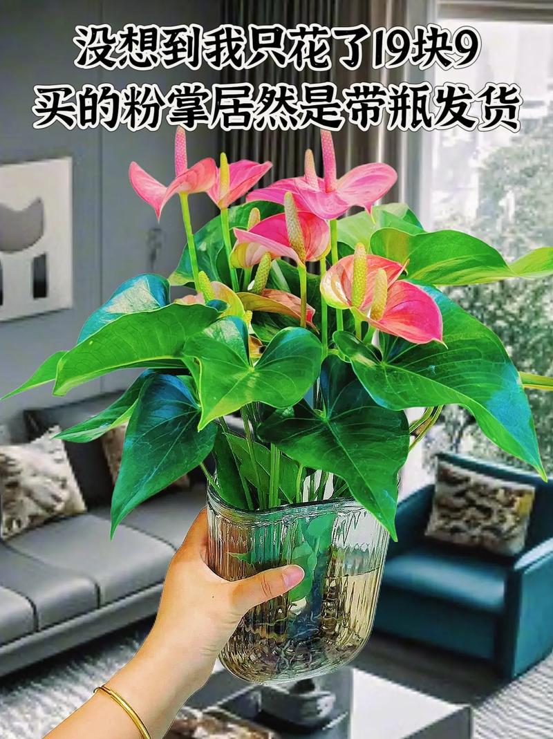 水培粉掌花茎啥样?根茎咋区分?-第3张图片-吾爱花网 水培粉掌花茎啥样?根茎咋区分?-第3张图片-吾爱花网