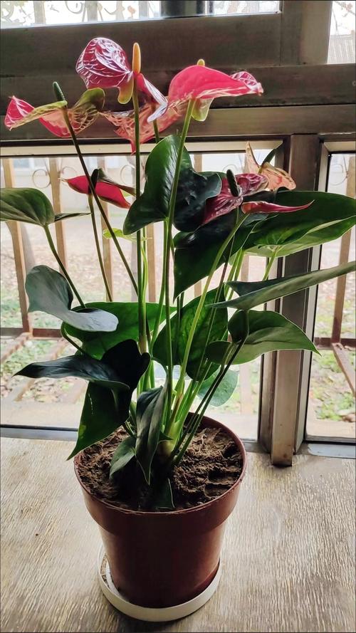 水培粉掌花茎啥样?根茎咋区分?-第1张图片-吾爱花网 水培粉掌花茎啥样?根茎咋区分?-第1张图片-吾爱花网