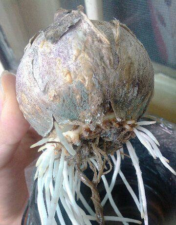 风信子水培种球底部发霉怎么办?-第1张图片-吾爱花网 风信子水培种球底部发霉怎么办?-第1张图片-吾爱花网