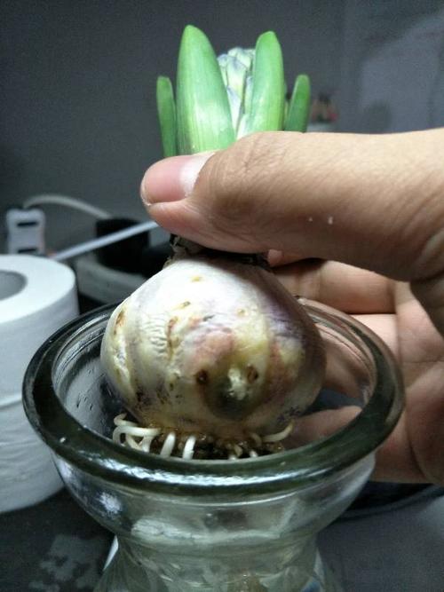 风信子水培种球底部发霉怎么办？-第3张图片-吾爱花网