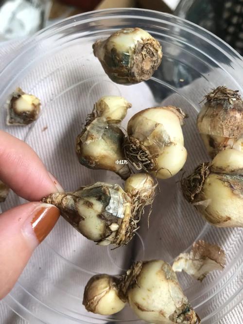 风信子水培种球底部发霉怎么办?-第2张图片-吾爱花网 风信子水培种球底部发霉怎么办?-第2张图片-吾爱花网