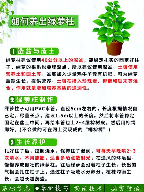 水培绿萝干叶是缺水还是烂根了?-第1张图片-吾爱花网 水培绿萝干叶是缺水还是烂根了?-第1张图片-吾爱花网