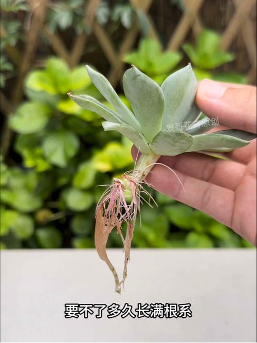 水培多肉多久能生根?-第2张图片-吾爱花网 水培多肉多久能生根?-第2张图片-吾爱花网