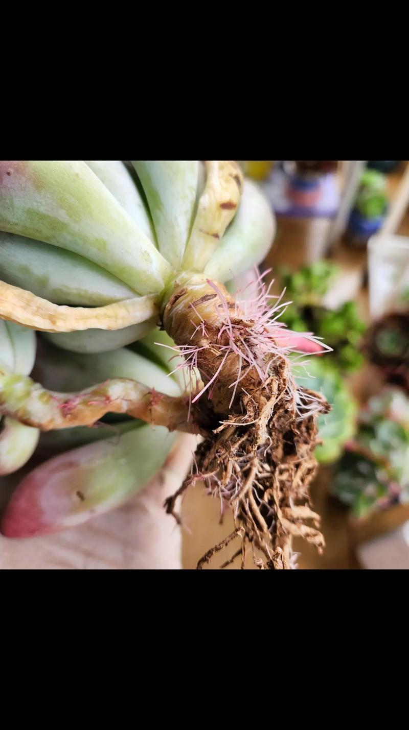 水培多肉多久能生根?-第1张图片-吾爱花网 水培多肉多久能生根?-第1张图片-吾爱花网