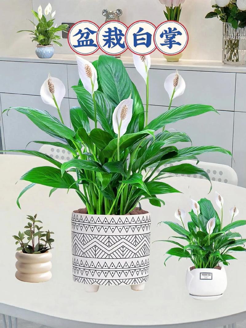 水培白掌花小怎么办?-第3张图片-吾爱花网 水培白掌花小怎么办?-第3张图片-吾爱花网