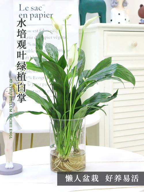 水培白掌花小怎么办?-第2张图片-吾爱花网 水培白掌花小怎么办?-第2张图片-吾爱花网