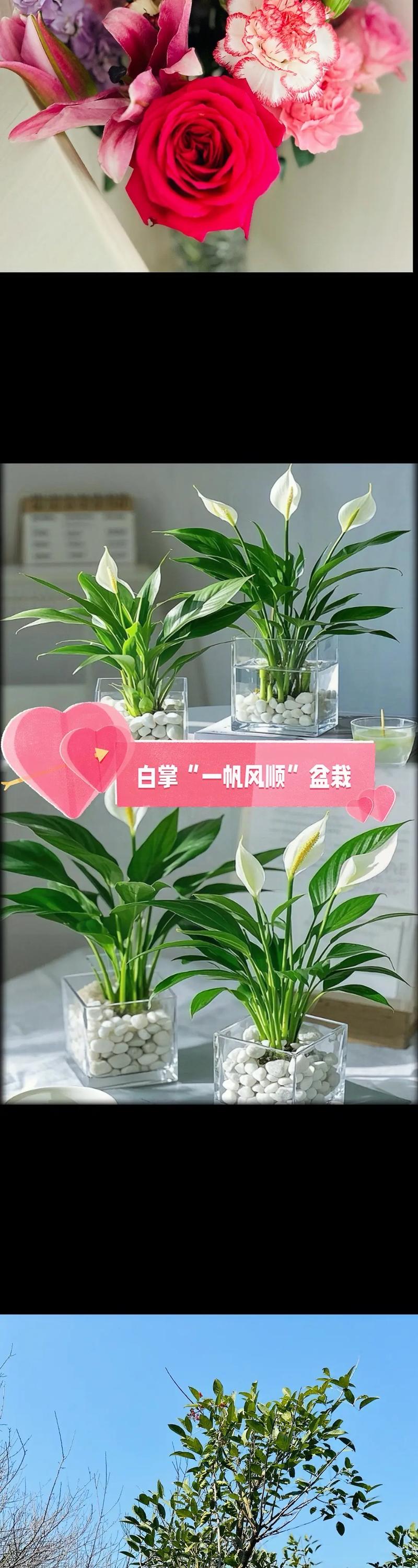 水培白掌花小怎么办?-第1张图片-吾爱花网 水培白掌花小怎么办?-第1张图片-吾爱花网