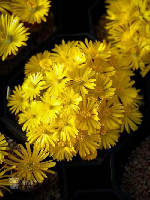 2025上海多肉展，看点与亮点有哪些？-第2张图片-吾爱花网