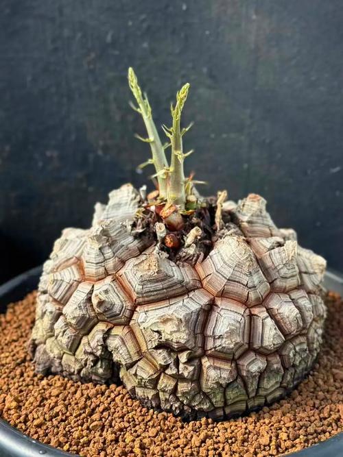 2025上海多肉展，看点与亮点有哪些？-第1张图片-吾爱花网