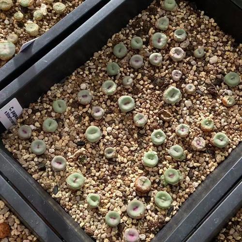 2025上海多肉展，看点与亮点有哪些？-第3张图片-吾爱花网