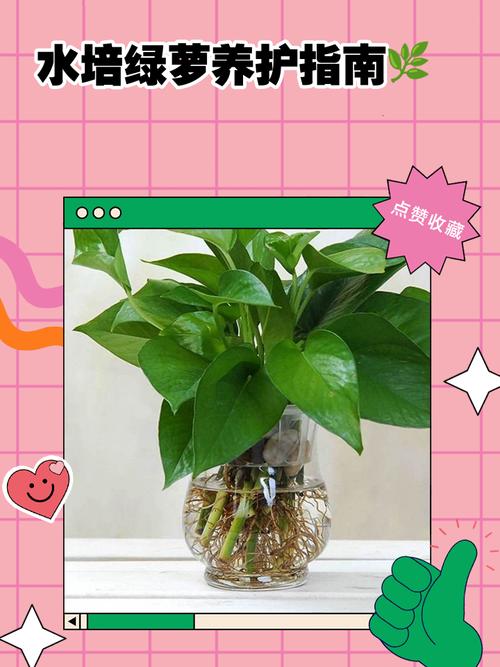 水培绿萝营养液怎么加才正确？-第2张图片-吾爱花网