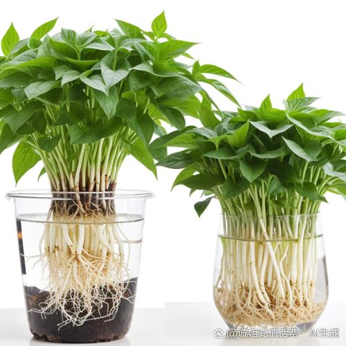 水培绿萝营养液怎么加才正确？-第3张图片-吾爱花网