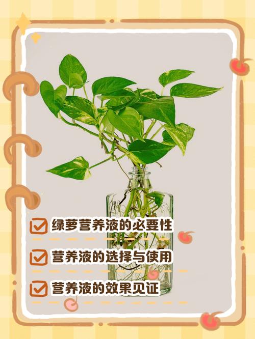 水培绿萝营养液怎么加才正确？-第1张图片-吾爱花网