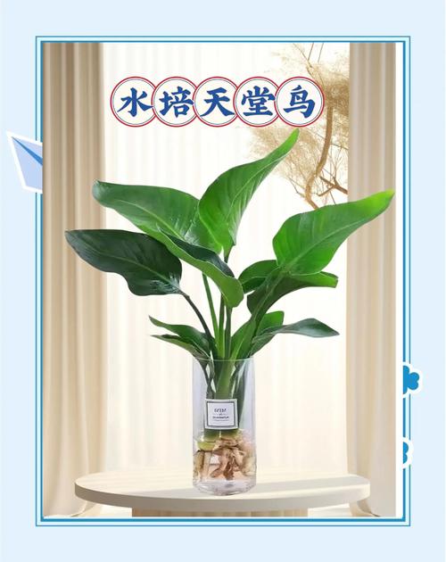 天堂鸟水培瓶插期到底有多长？-第3张图片-吾爱花网