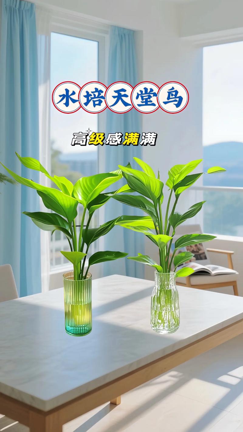 天堂鸟水培瓶插期到底有多长？-第1张图片-吾爱花网