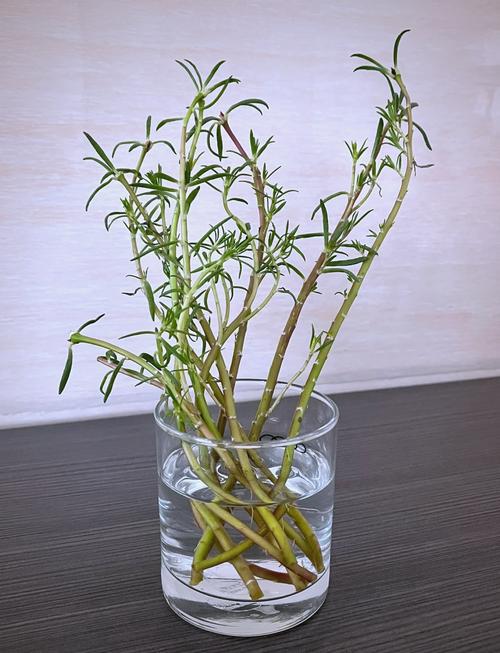 水培太阳花寿命究竟有多长？-第1张图片-吾爱花网