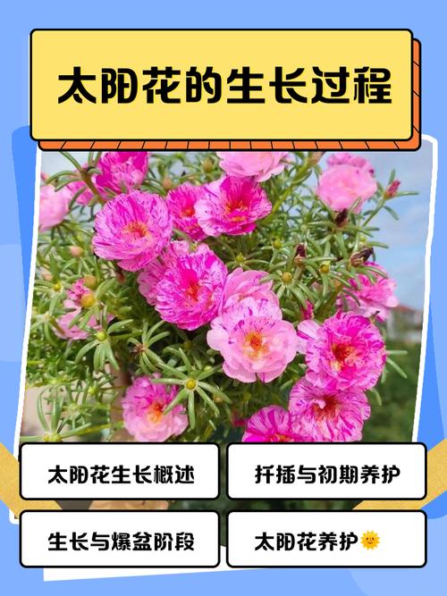 水培太阳花寿命究竟有多长？-第3张图片-吾爱花网