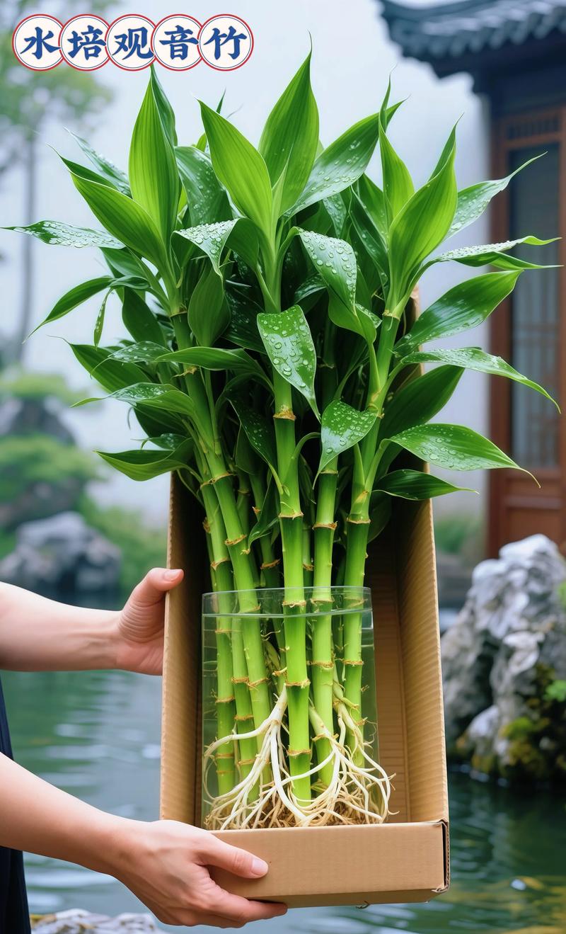 观音竹水培径短如何促长？-第2张图片-吾爱花网