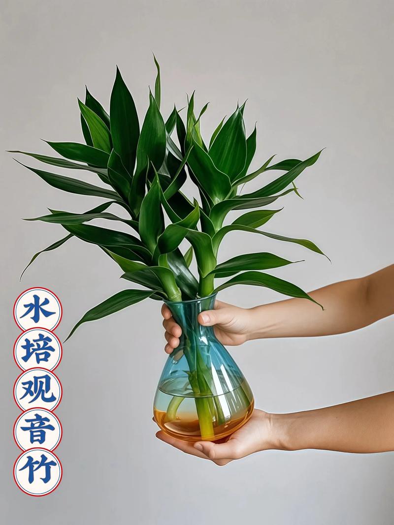 观音竹水培径短如何促长？-第1张图片-吾爱花网