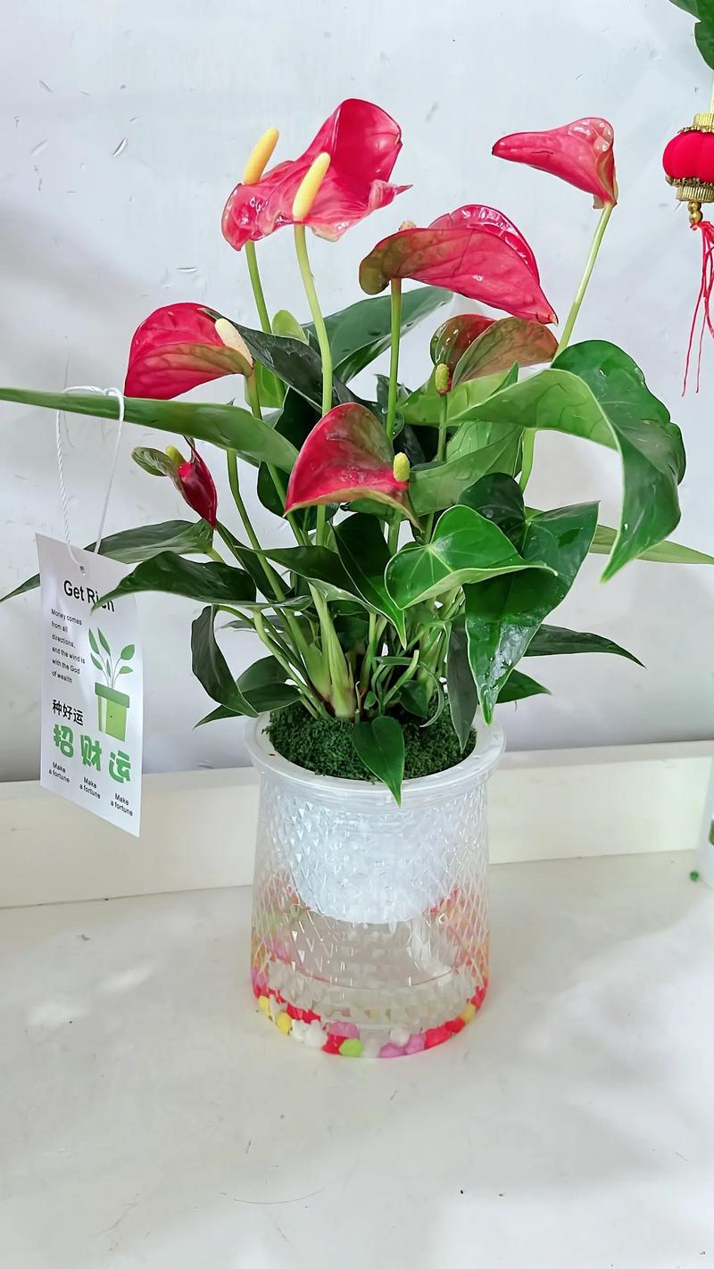 水培红掌露根怎么办？-第2张图片-吾爱花网