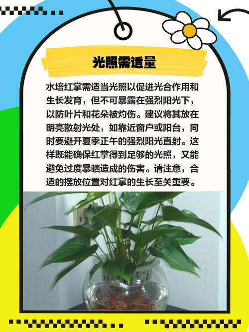 水培红掌露根怎么办？-第3张图片-吾爱花网