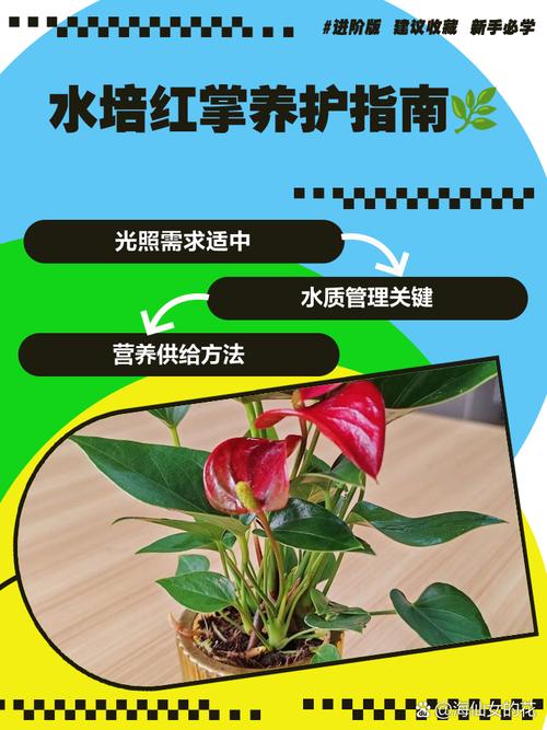 水培红掌露根怎么办？-第1张图片-吾爱花网