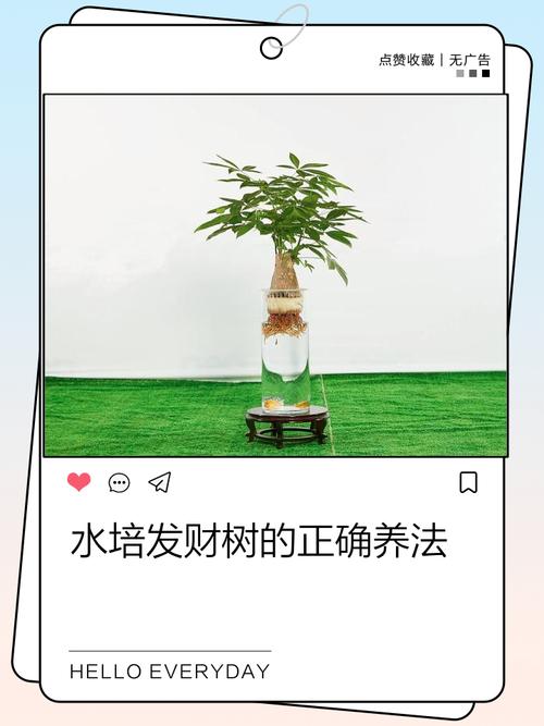 水培生根发财树，转土培可行吗？-第2张图片-吾爱花网