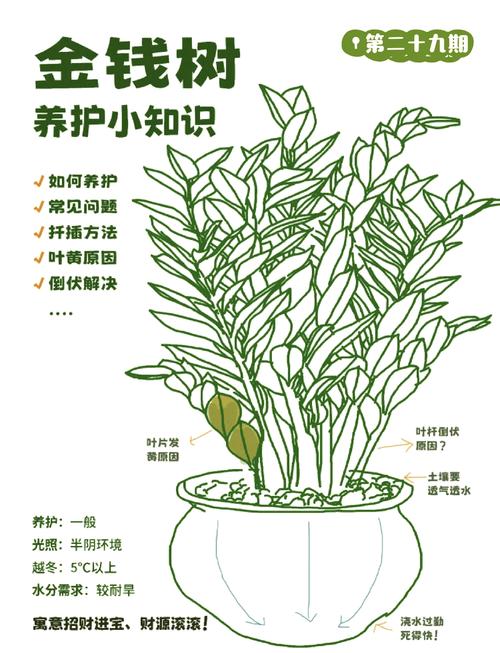 金钱水培多久换一次水？-第3张图片-吾爱花网