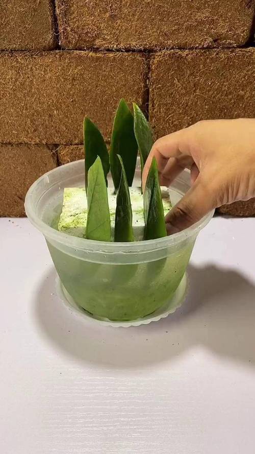 金钱水培多久换一次水？-第1张图片-吾爱花网