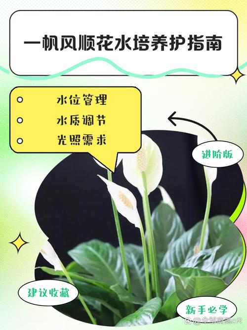 水培一帆风顺花怎么换水-第1张图片-吾爱花网