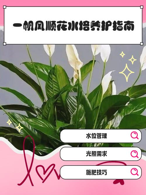 水培一帆风顺花怎么换水-第2张图片-吾爱花网