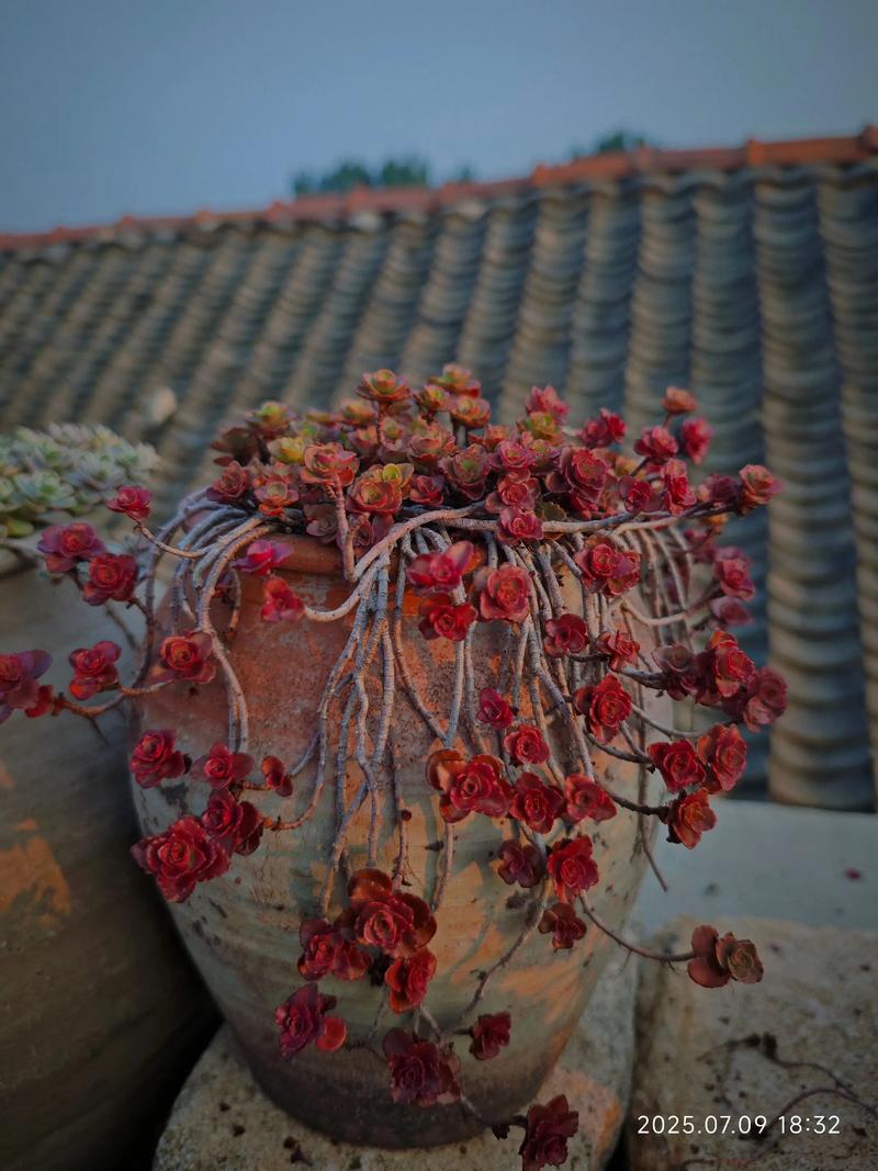 小球玫瑰多肉得用什么土-第3张图片-吾爱花网