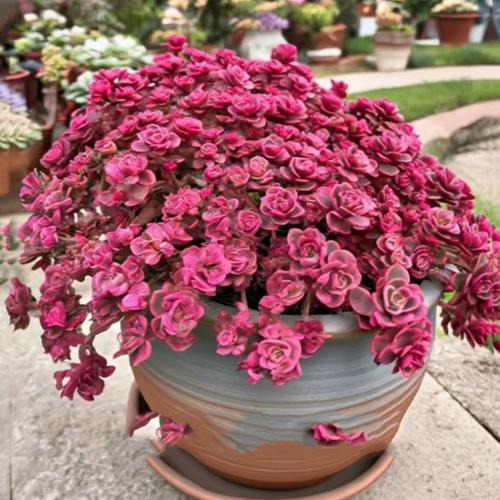 小球玫瑰多肉得用什么土-第2张图片-吾爱花网 小球玫瑰多肉得用什么土-第2张图片-吾爱花网