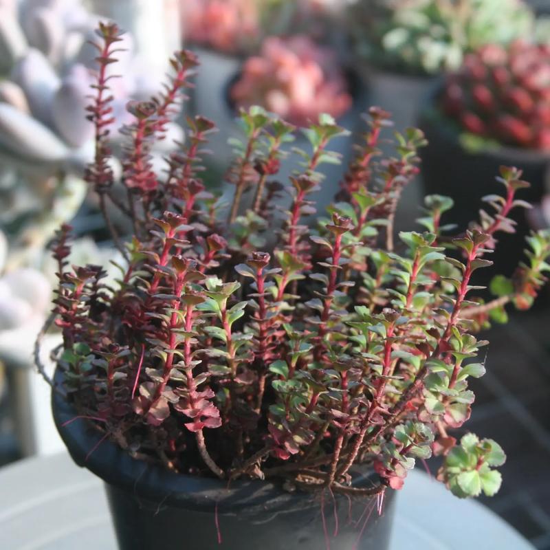 小球玫瑰多肉得用什么土-第1张图片-吾爱花网 小球玫瑰多肉得用什么土-第1张图片-吾爱花网