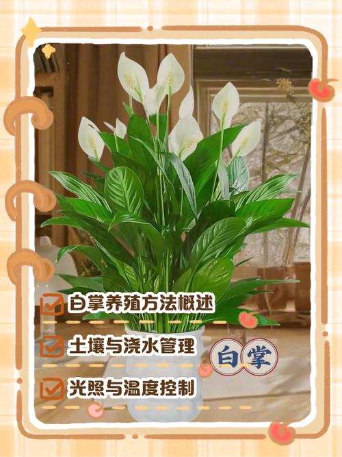 半土半水培白掌怎么养才好?-第1张图片-吾爱花网 半土半水培白掌怎么养才好?-第1张图片-吾爱花网