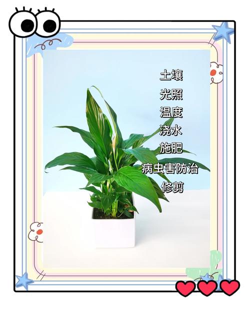 半土半水培白掌怎么养才好?-第3张图片-吾爱花网 半土半水培白掌怎么养才好?-第3张图片-吾爱花网