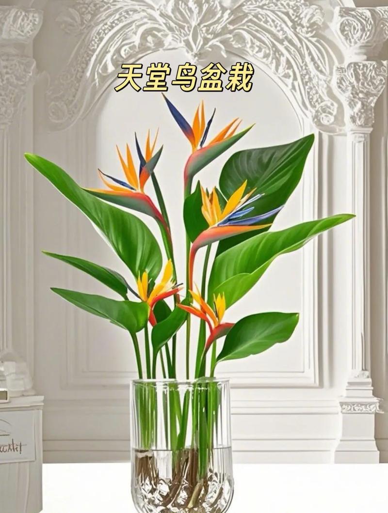 天堂鸟水培土培哪个更适合生长?-第3张图片-吾爱花网 天堂鸟水培土培哪个更适合生长?-第3张图片-吾爱花网