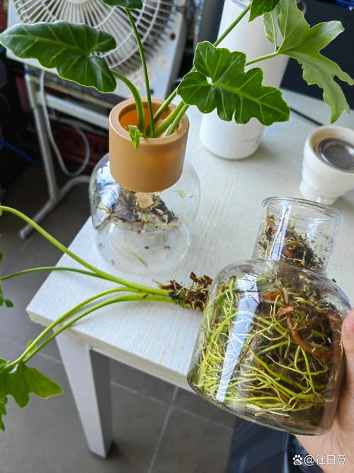 水培植物根长多长需换盆?-第2张图片-吾爱花网 水培植物根长多长需换盆?-第2张图片-吾爱花网