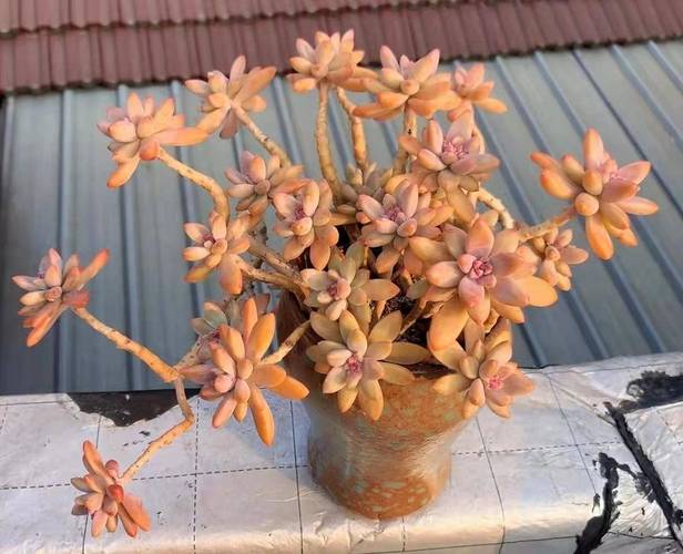 南方北方养多肉,到底哪里更合适?-第2张图片-吾爱花网 南方北方养多肉,到底哪里更合适?-第2张图片-吾爱花网