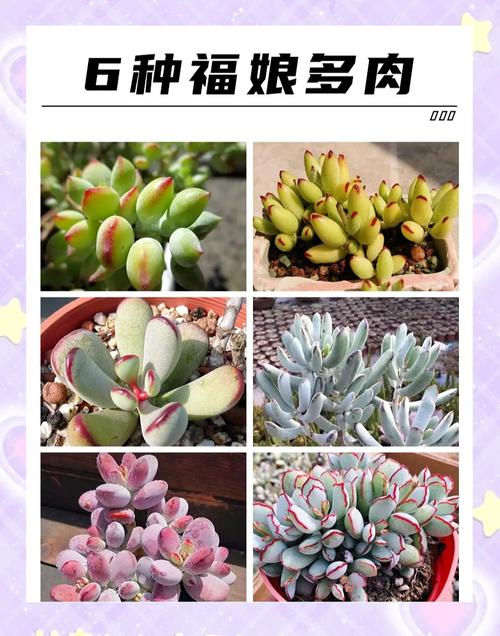 南方北方养多肉,到底哪里更合适?-第3张图片-吾爱花网 南方北方养多肉,到底哪里更合适?-第3张图片-吾爱花网